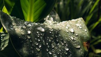 Leaf Drop Of Water Dew Drip