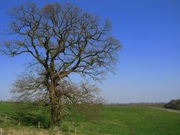 rural landscape in spring