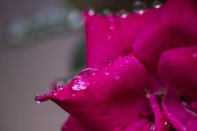 Raindrops Leaf Plant Red Flower