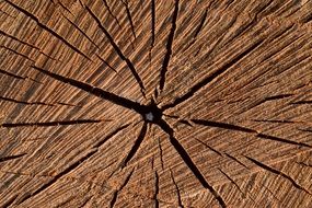 Background Wood Structure