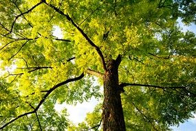 Tree Treetop Trunk Canopy