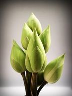 bouquet of closed lotuses in a vase