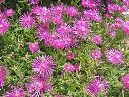 Flowers Background Spring
