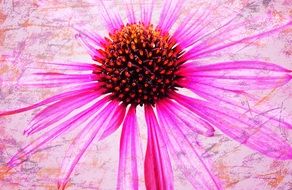 pink flower on an abstract background