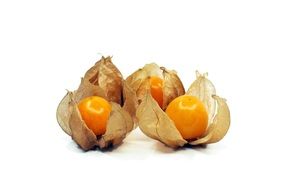 isolated physalis fruits in husk