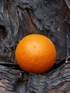 Orange Texture Wood Vine