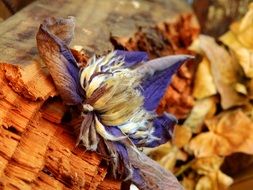 Leaves Flower Nature Blossom