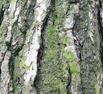 closeup of a pine tree bark