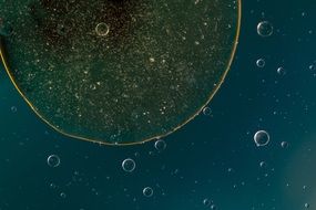 yellow oil circle on the liquid