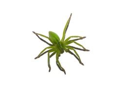 Green Spider Spider Arachnid
