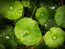 green leaves with water drops as background