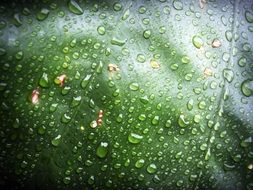 dark green leaf with water drops