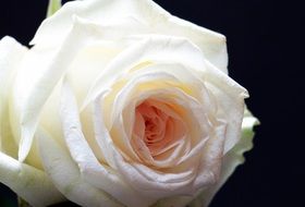 closeup of a white rose on the black background