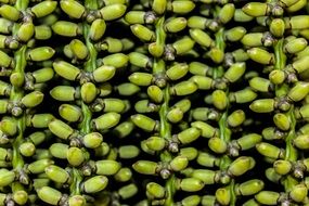 Plant Texture Green