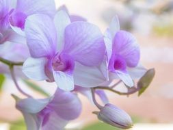 Orchid Flower Background White