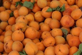 Apricot Fruit Background Fresh