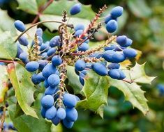 Bush Berries Blue Green