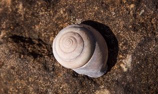 Snail Shell Large Spiral