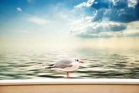 Seagull Clouds Sea Sky