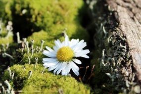Moss Daisy Deco Nature