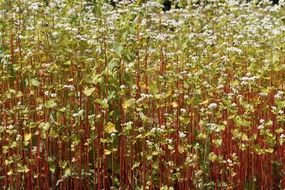 field of flowering buckwheat