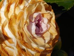 withered camellia