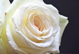 white rose blossom on the black background