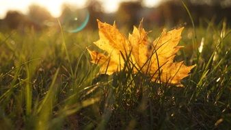 Leaf Nature Foliage Plant