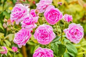 bush of flowering pink roses