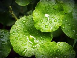 water drops on the green leaves of the plant