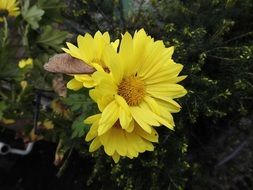 yellow flowers on a garden plant