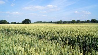 Cornfield Wheat Cereals Spike