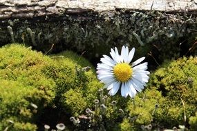 daisy on the moss background