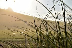 Grass Landscape Meadow Green