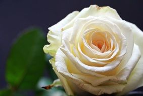 blooming white rose with green leaf
