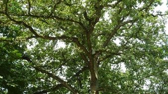 Tree Branches Aesthetic Leaves