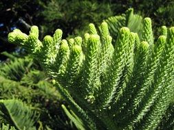 Bright young green branches of pine tree