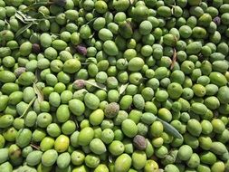 Olives Olives Harvested