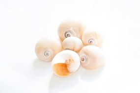Abstract Background Conches