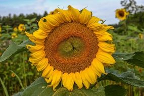 Sun Flower Flower Yellow Plant