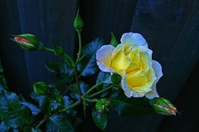 opened garden rose