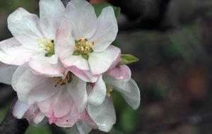 Apple Blossom Life Botany