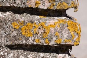 Wall Detail Lichen Stone