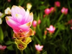 blossoming tree in spring
