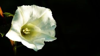 White open bud on a black background