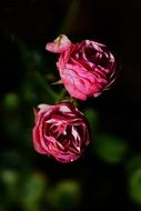 two beautiful rose flowers on the bush