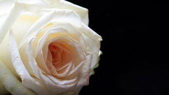 delicate white rose on the black background