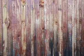 Tree Texture Wood Texture Boards