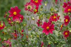 Flower Plant Nature Macro