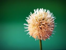 white popinac on a green background